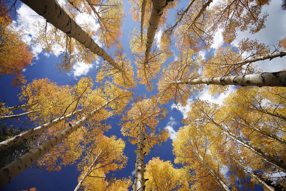 Golden Aspens.jpg